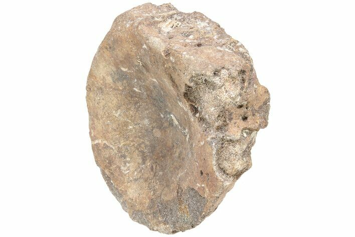 Wide, Pliosaurus (Stretosaurus) Vertebra - England #212830